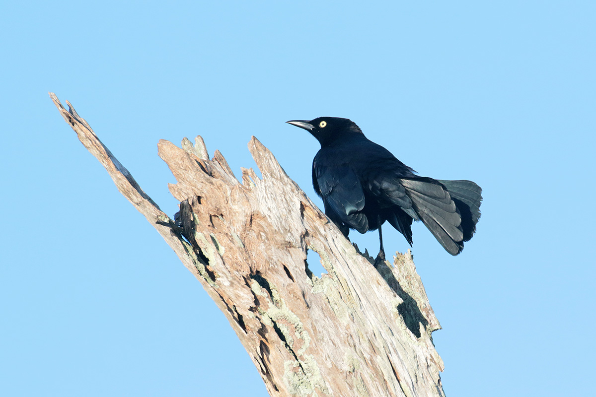 Carib Grackle